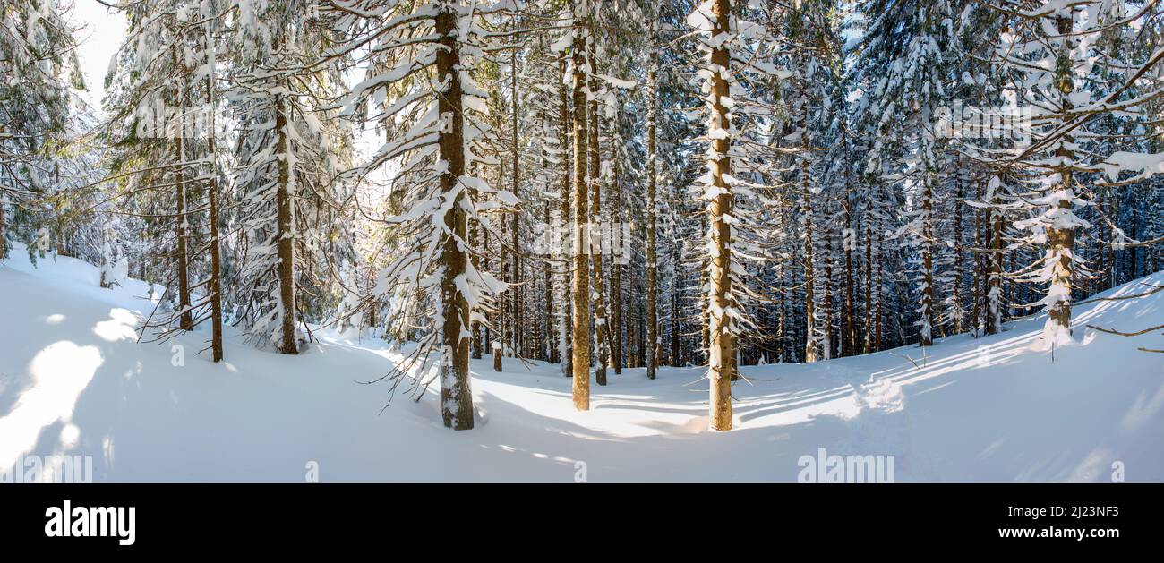 Panorama of winter forest and blue beautiful sky Stock Photo - Alamy