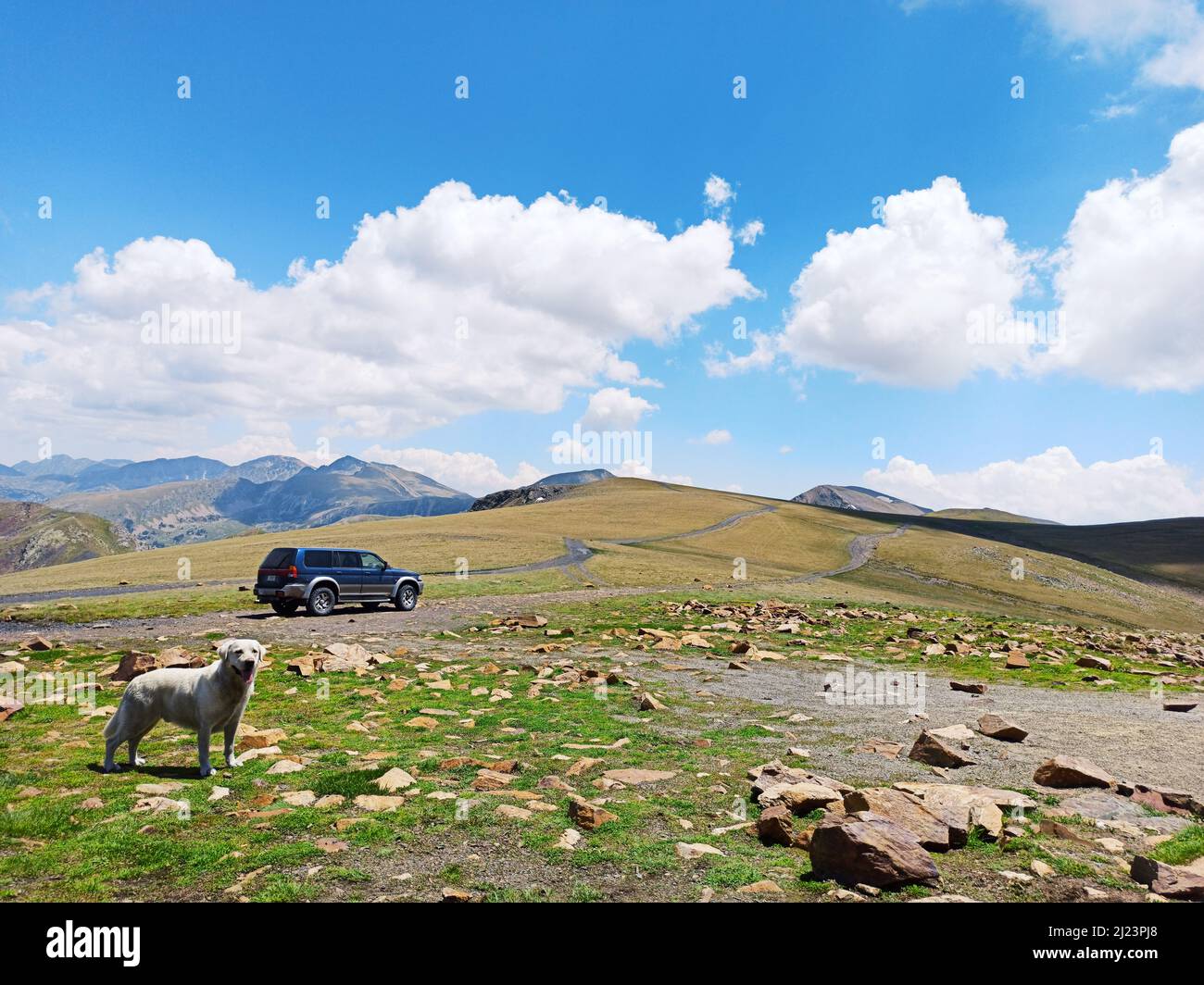 The cute dog standing in the field and waiting for his friends Stock