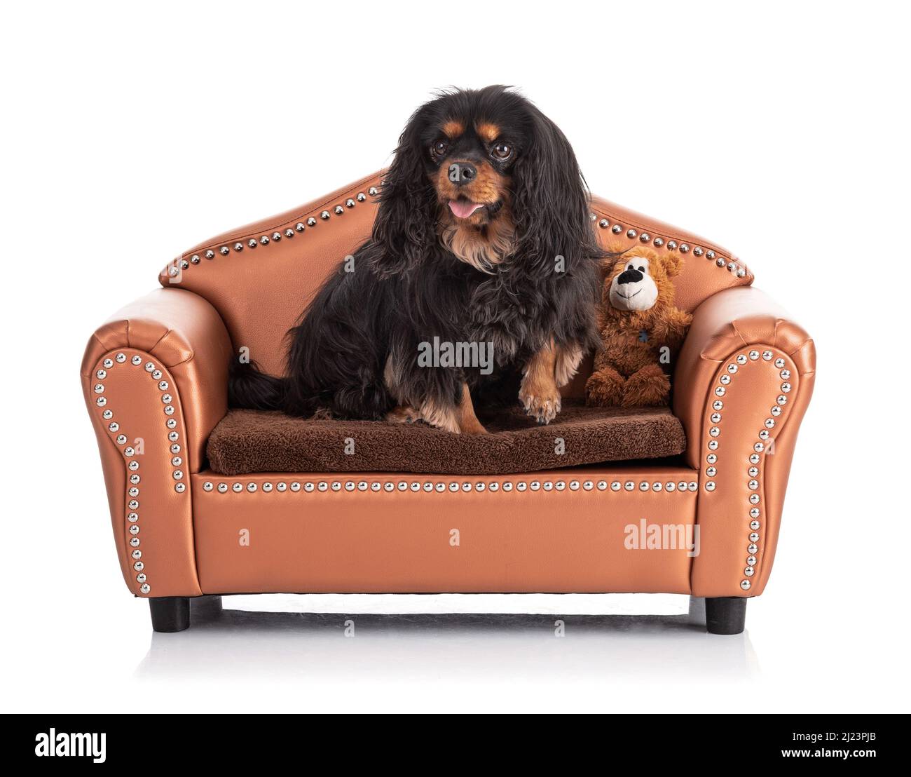 Cavalier king charles spaniel dog sitting on a small sofa on white ...