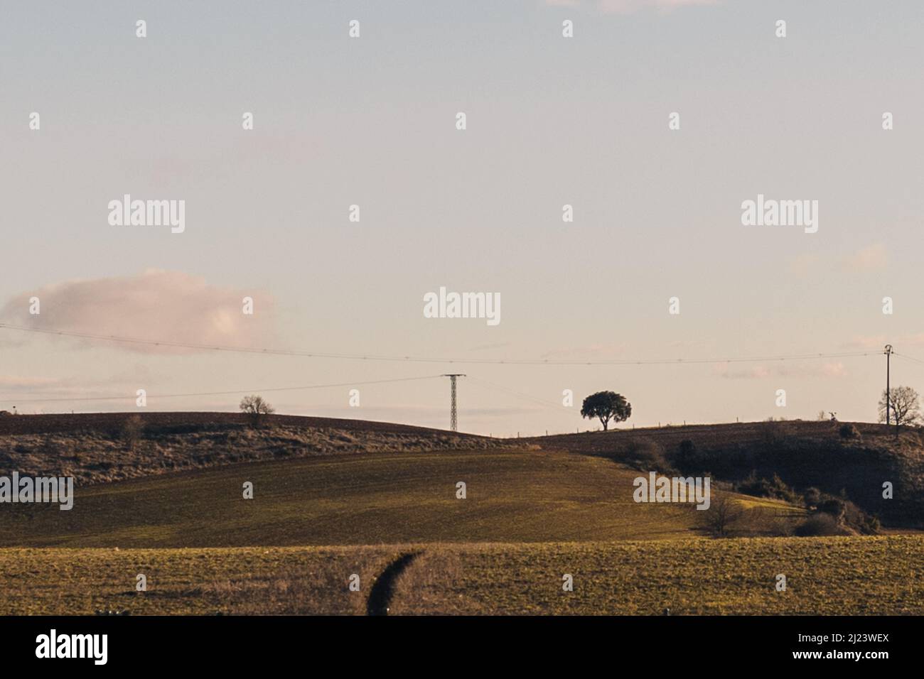 Walnut tree on horizon hi-res stock photography and images - Alamy