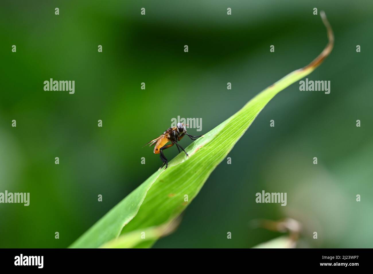 Macro world - Bugs and insects Stock Photo