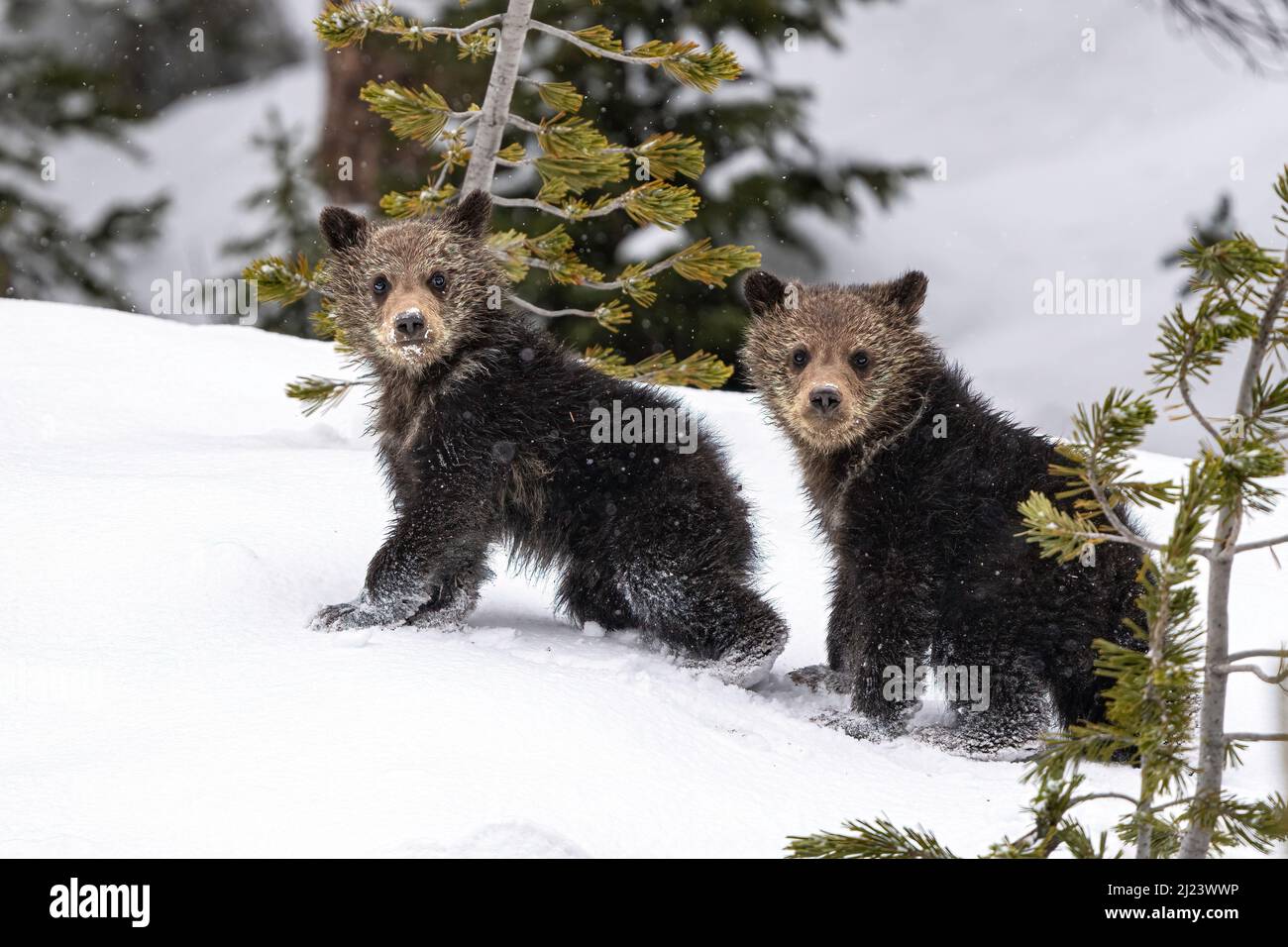Grizzly Bear Cubs Stock Photo