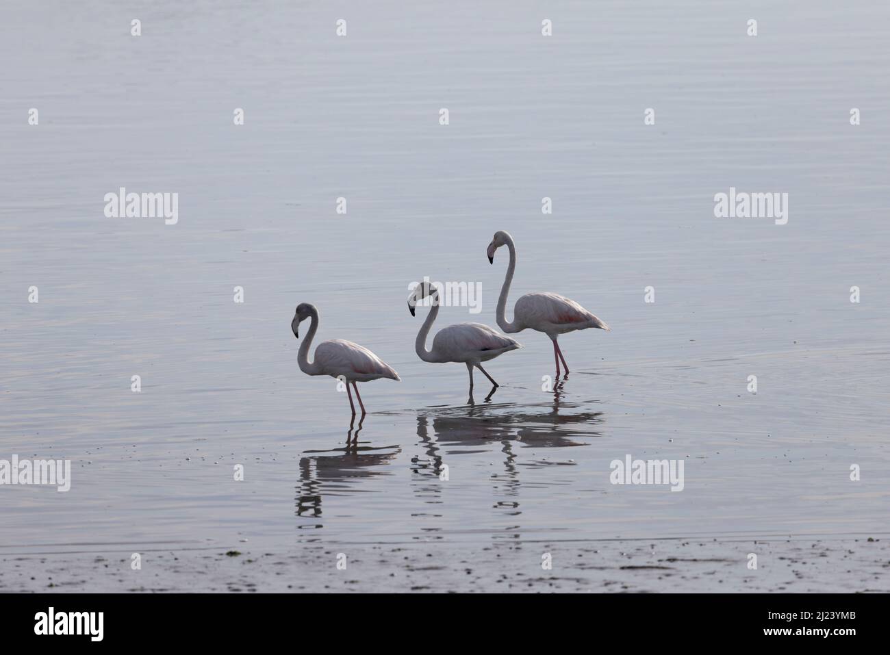 three flamingos look for food in the water Stock Photo - Alamy