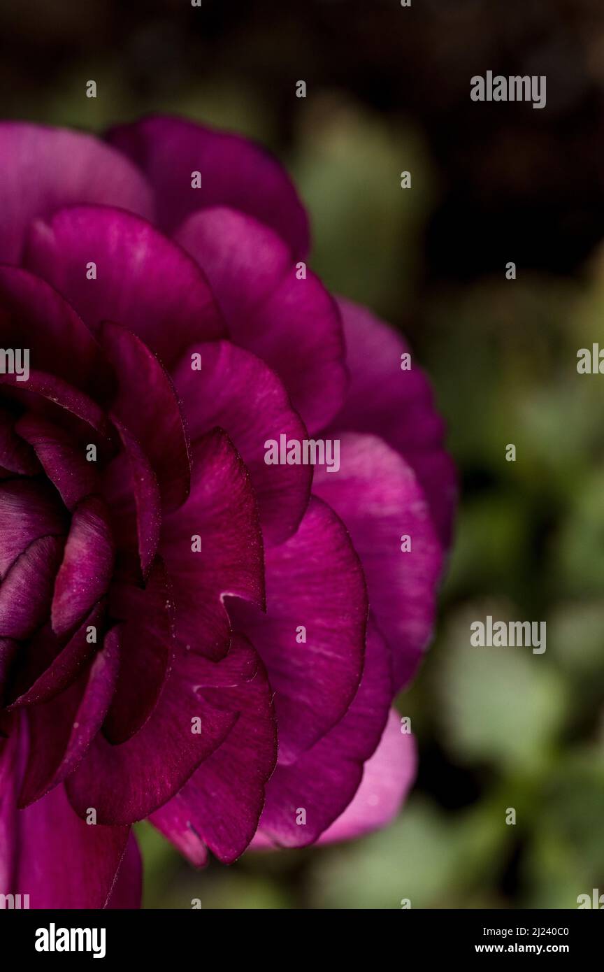Bird's eye view of burgundy ranunculus petals in spring garden Stock ...