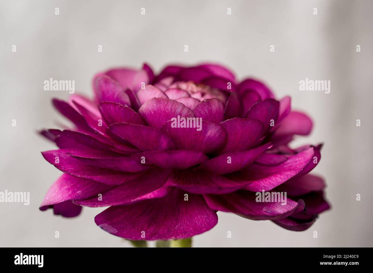 Up close macro of deep pink ranunculus petals Stock Photo