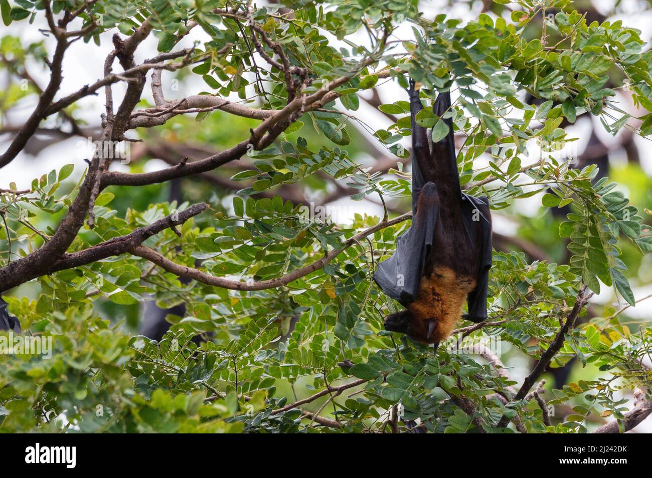 Indian flying-foxes or Pteropus medius hangs on a tree in Sri Lanka ...