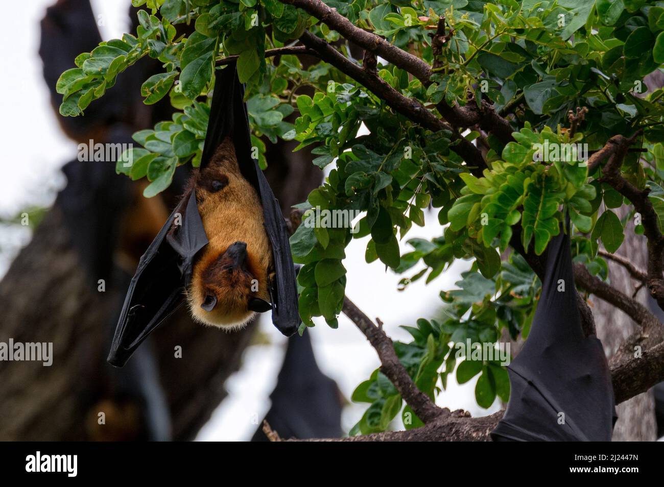 Indian flying-foxes or Pteropus medius hangs on a tree in Sri Lanka ...