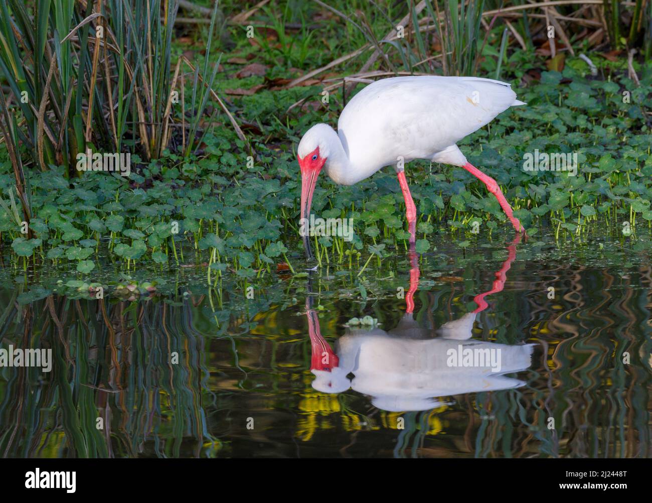 American white ibis (Eudocimus albus) feeding at a forest lake, Brazos Bend State Park, Needville, Texas, USA. Stock Photo