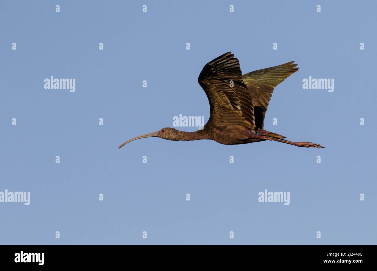 Glossy ibis (Plegadis falcinellus) non-breading adult flying, Brazos Bend State Park, Needville, Texas, USA Stock Photo