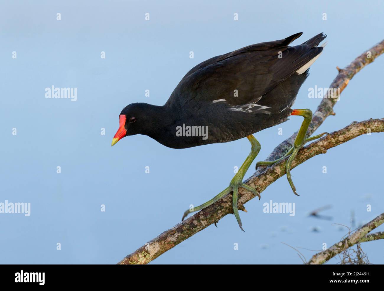Common gallinule (Gallinula galeata) climbing tree branches over water, Brazos Bend State Park, Needville, Texas, USA. Stock Photo