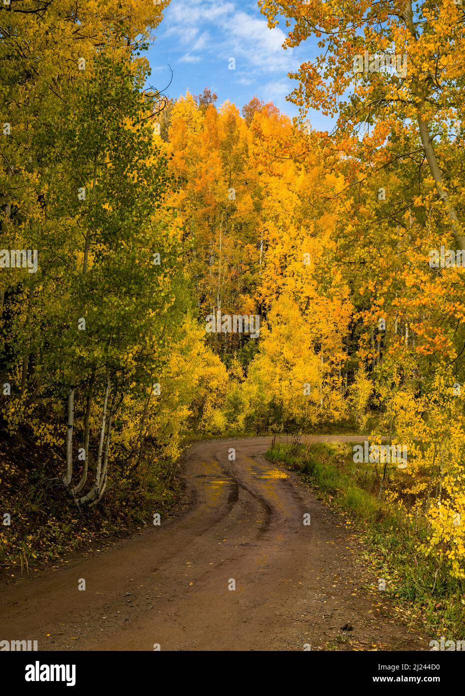 A dirt road, wet with recent rain, travels through a forest of aspen trees of many autumn colors in the Rocky Mountains of Colorado. Stock Photo