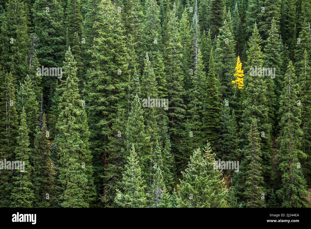 One small aspen tree stands bright yellow in contrast to many pines surrounding it. Stand out alone. Stock Photo