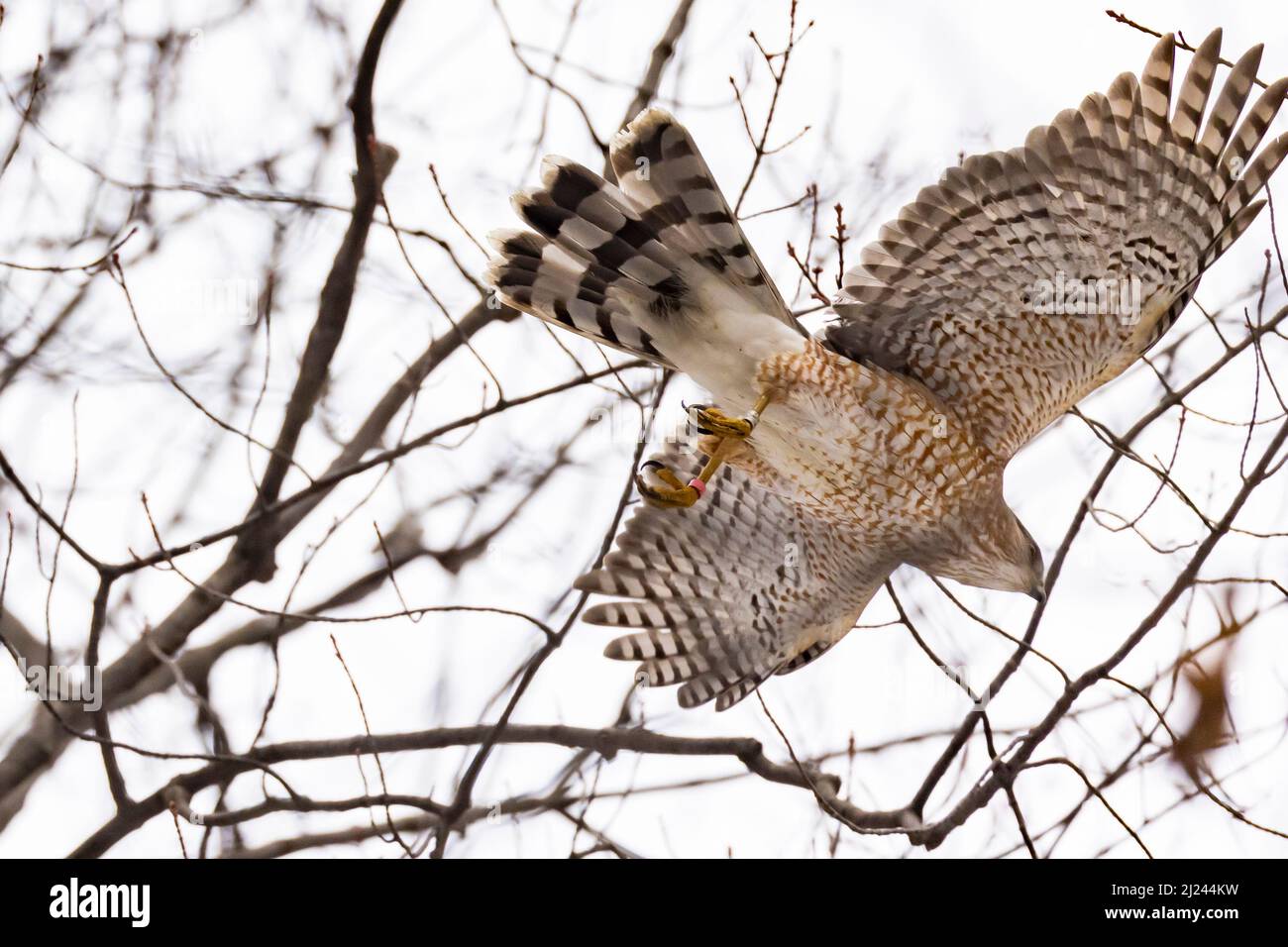 Adult female Cooper's hawk (Accipiter cooperii Stock Photo Alamy