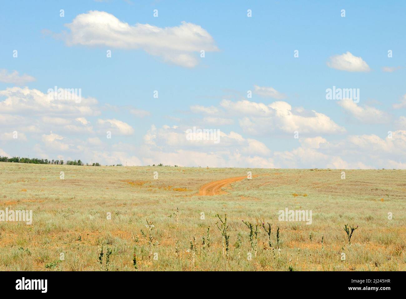 Trees in the field against the blue sky with clouds Stock Photo - Alamy