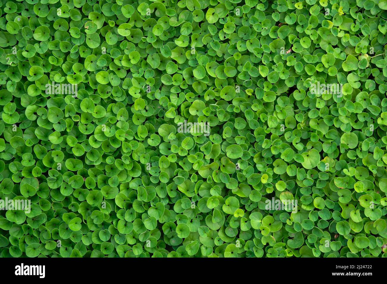 A native to Australia and New Zealand, Dichondra repens, also known as Kidney Weed is often used as a lawn in Australian gardens. It is prostrate herb Stock Photo