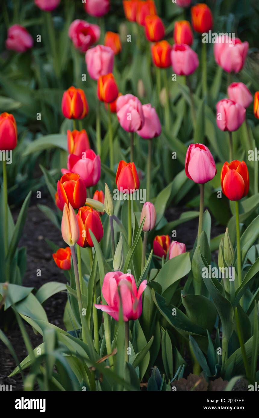 Spring scenes around lower Manhattan, New York City. Stock Photo