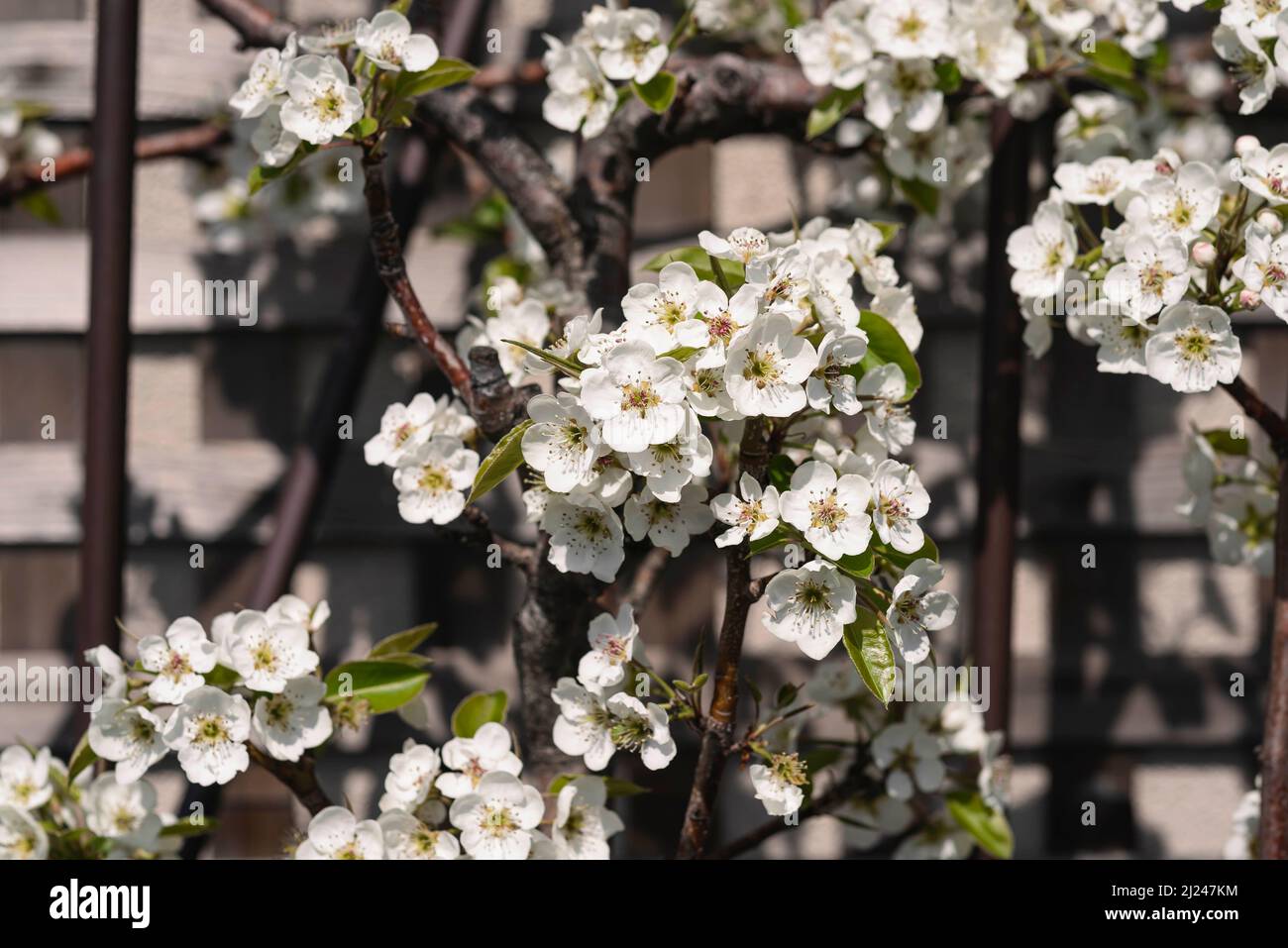 Tiny white flowers bloom in early spring. Stock Photo