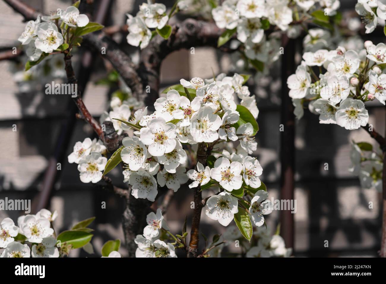 Tiny white flowers bloom in early spring. Stock Photo