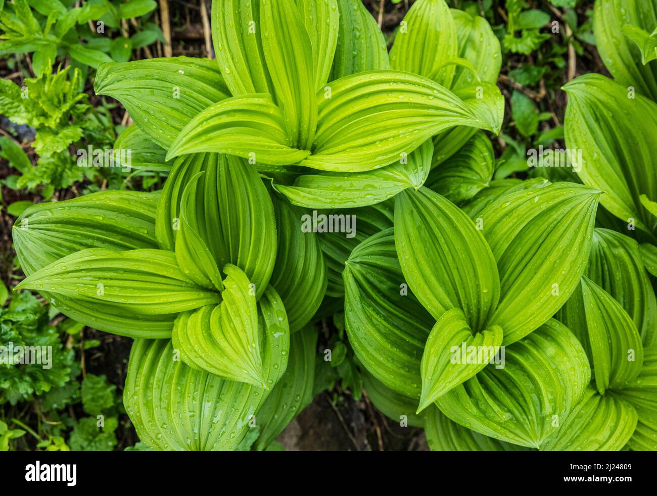 Closeup of a corn lily plant in the Crazy Mountain range of Montana, USA. Stock Photo