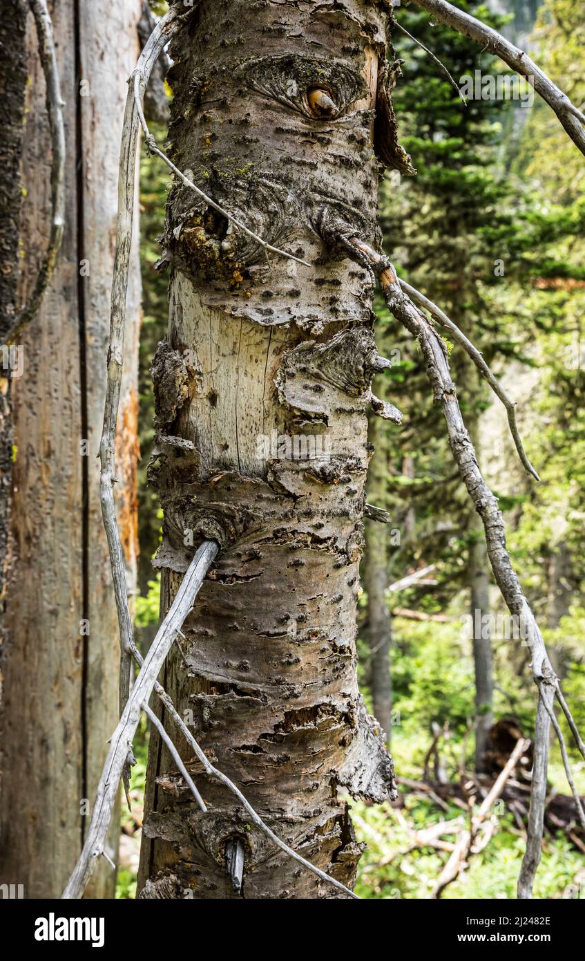 Snag tree hires stock photography and images Alamy