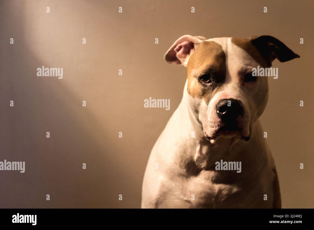 A mixed breed dog (American Staffordshire Pit Bull Terrier and American Pit Bull Terrier) (Canis lupus familiarwaits by the door to go for a walk. Stock Photo