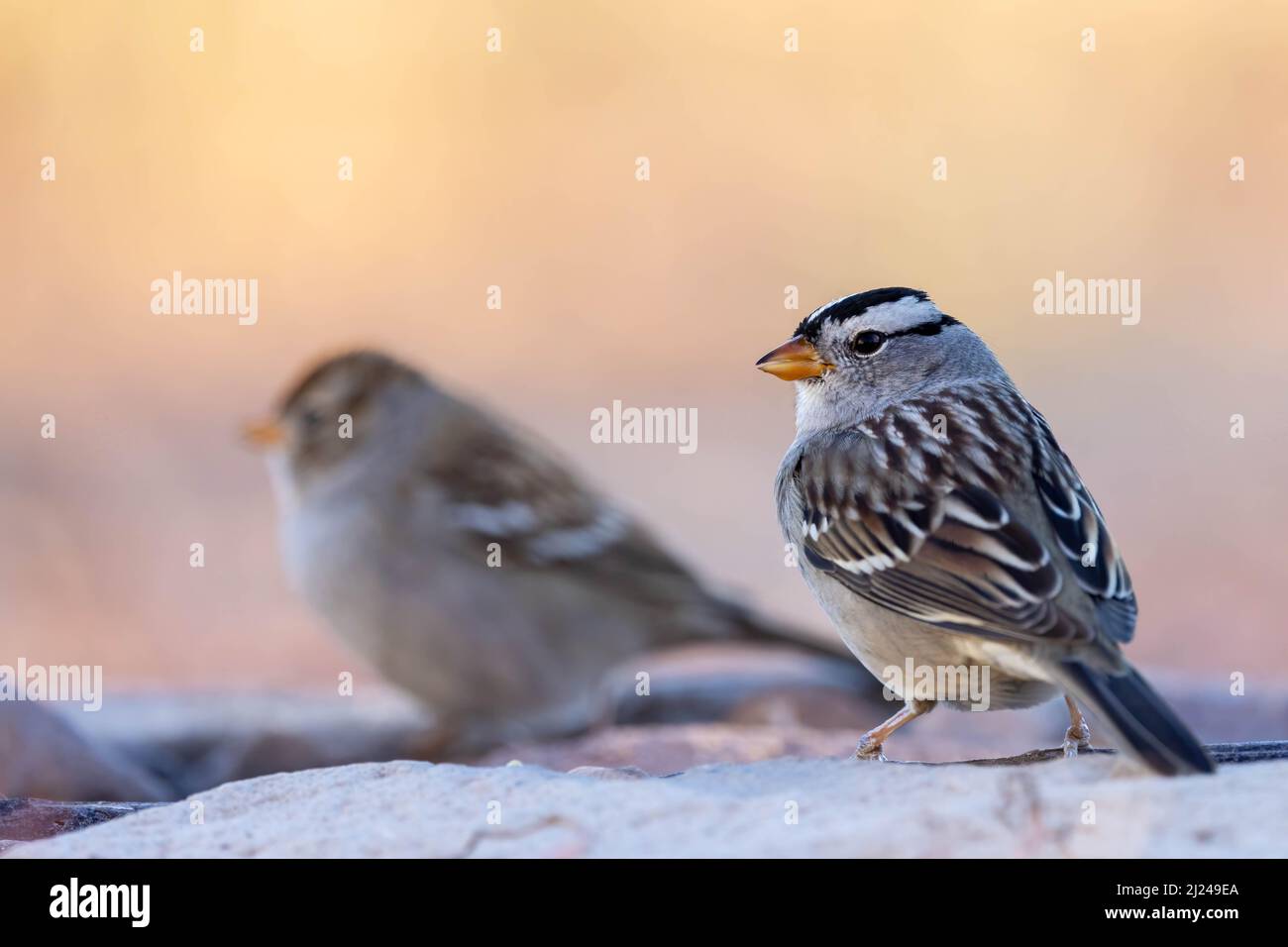 Adult and Juvenile White-crowned Sparrows, Socorro, New Mexico, USA. Stock Photo
