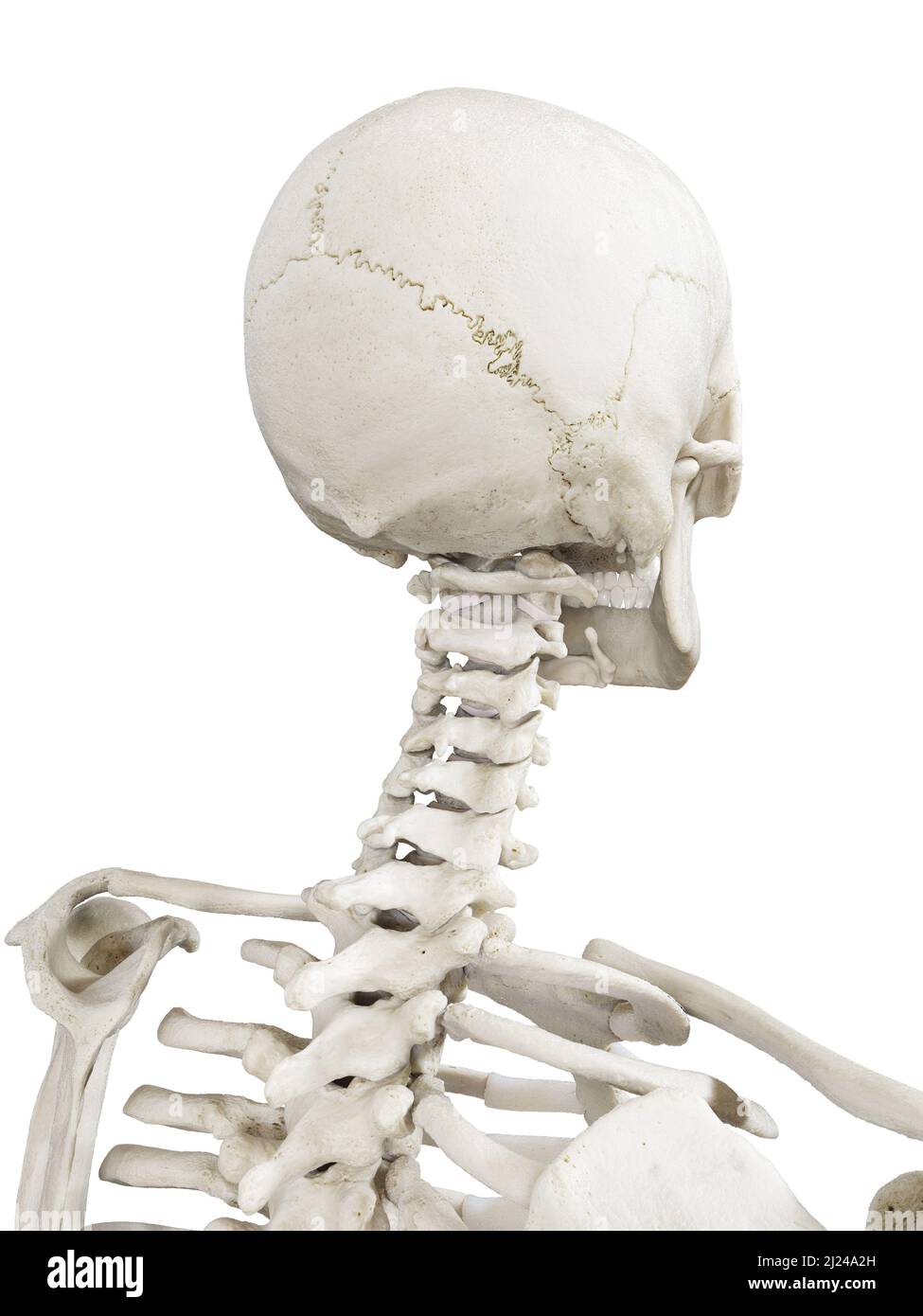 Cervical spine, illustration Stock Photo - Alamy