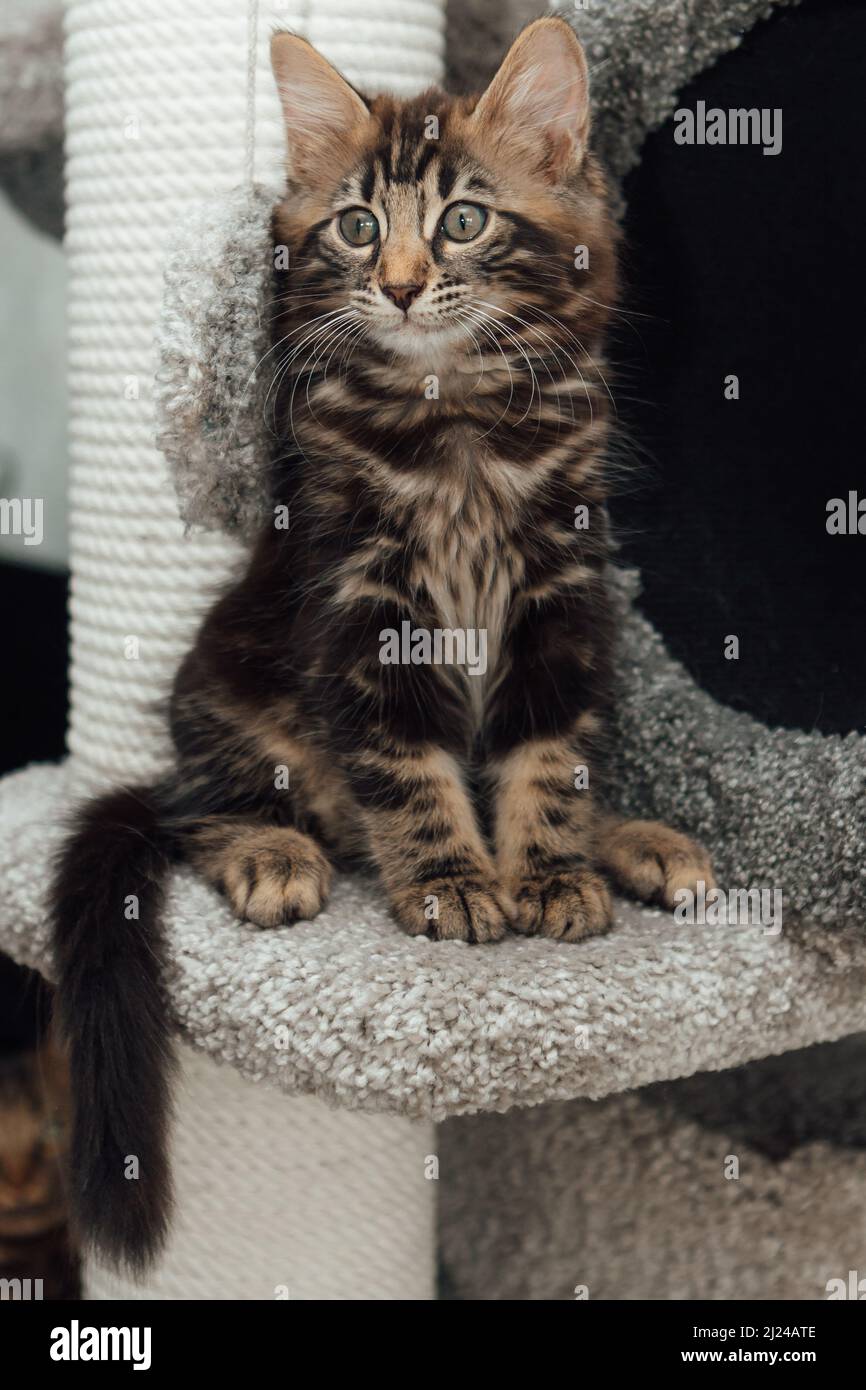 Long Haired Bengals Cashmeres  Sirocco Cezar home bred cashmere bengal   Photo by Wojtek Czachurski