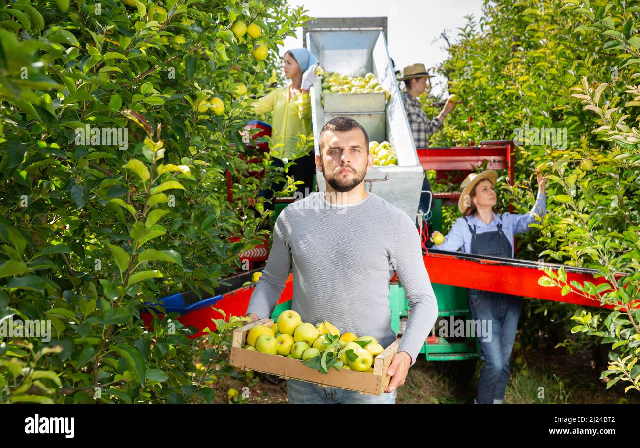 Farmer standing with box of harvested apples Stock Photo - Alamy