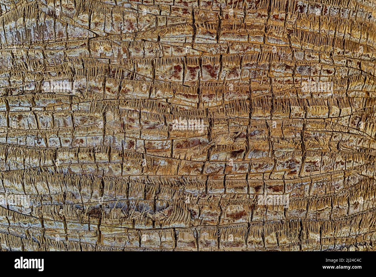 Palm tree bark Stock Photo Alamy