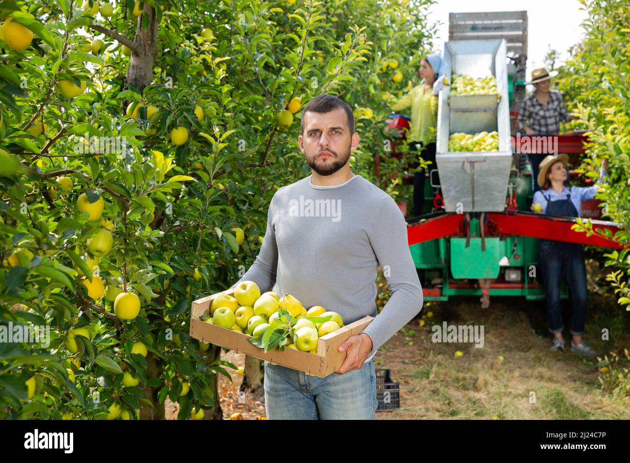 Farmer standing with box of harvested apples Stock Photo - Alamy