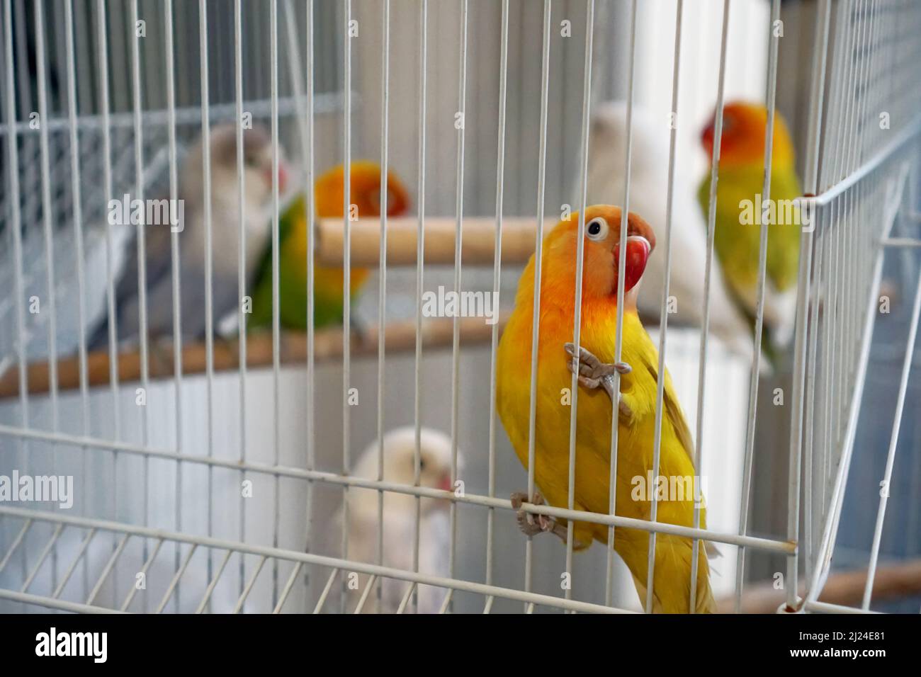 groups of colorful lovebirds in cage Stock Photo Alamy