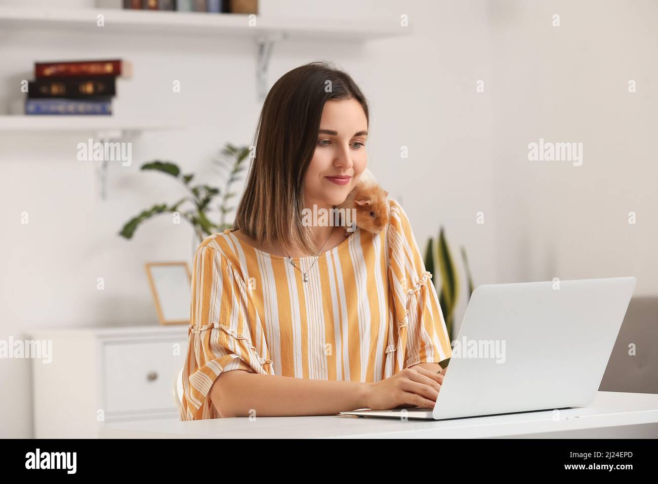 Beautiful young woman with cute guinea pig working on laptop at home Stock Photo