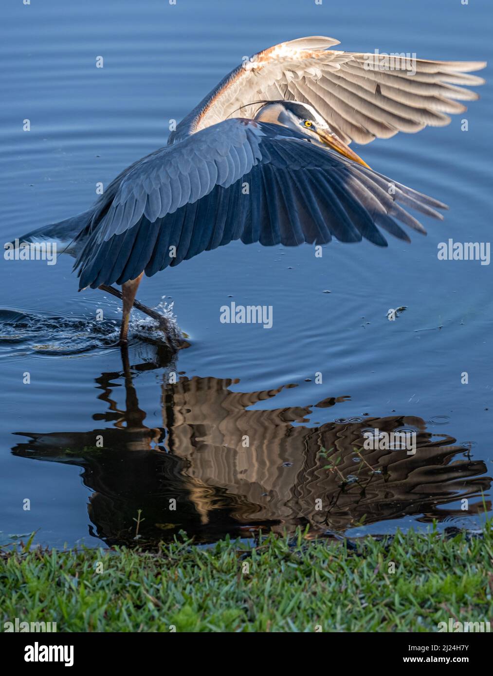 Wading great blue heron (Ardea herodias) in Ponte Vedra Beach, Florida. (USA) Stock Photo