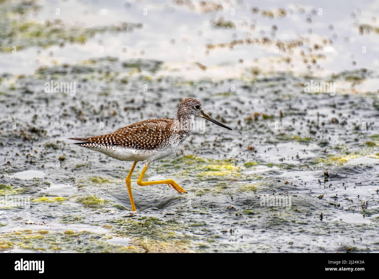 The greater Yellow legged Sandpiper  (Tringa melanoleuca) in Malibu Lagoon State Beach CA USA Stock Photo