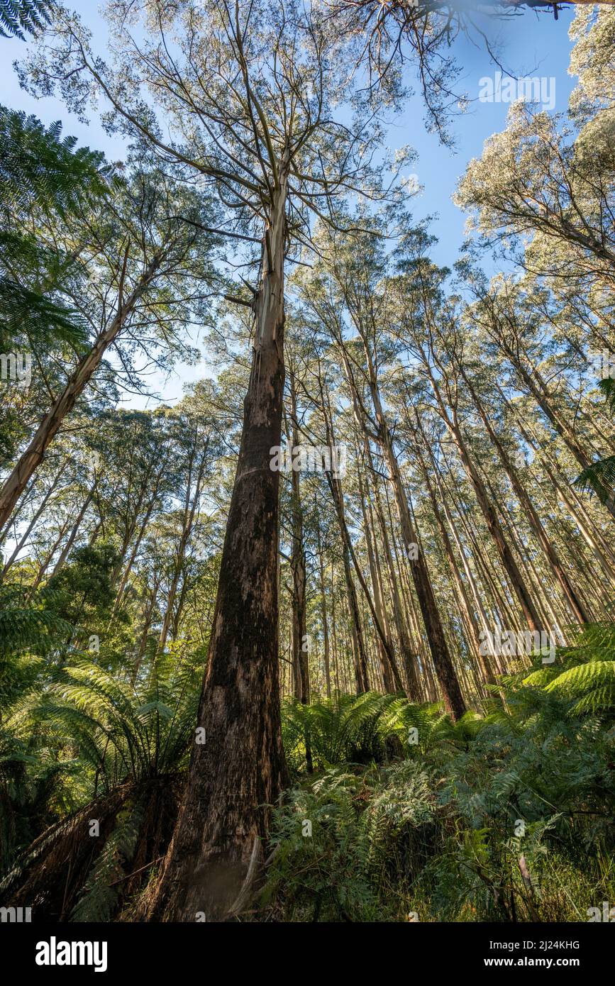 Looking up towards the canopy of the soaring Mountain Ash trees of the Myrtle Gully Circuit, an 8-kilometre loop walking trail within the Toolangi Sta Stock Photo