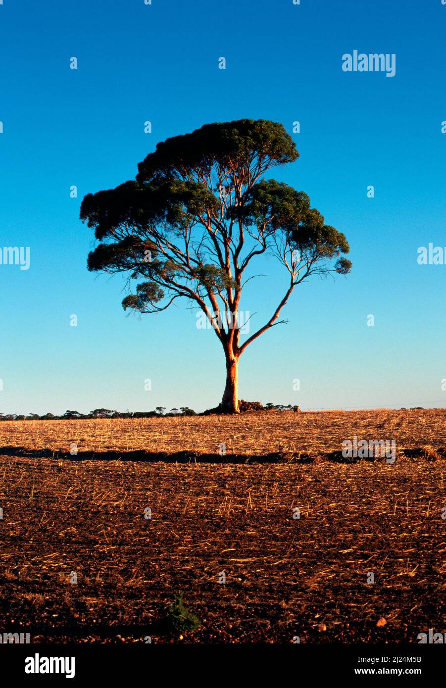 Salmon Gum Tree on Farmland, Western Australia Stock Photo Alamy