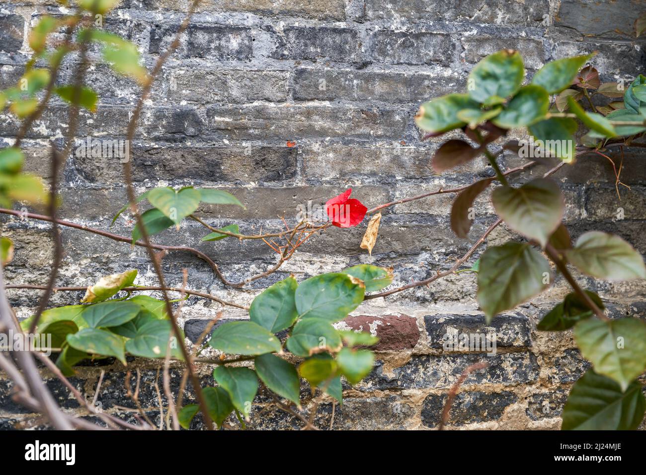 Close-up of ancient building exterior walls and plants in a Chinese style garden Stock Photo