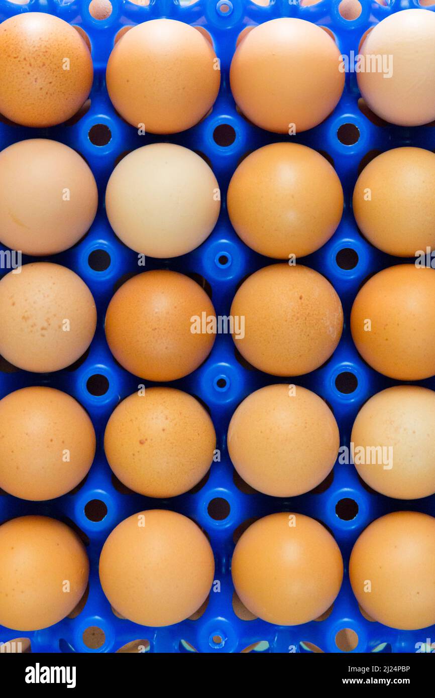 many natural brown eggs in blue plastic container on a chciken farm Stock Photo