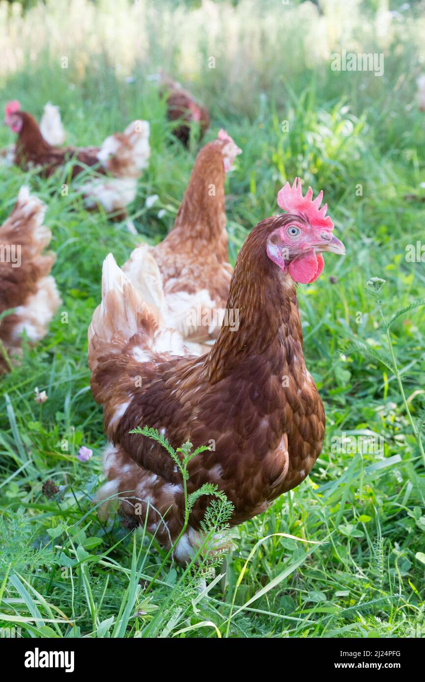 healthy brown lying hens walking outdoors in green grass Stock Photo