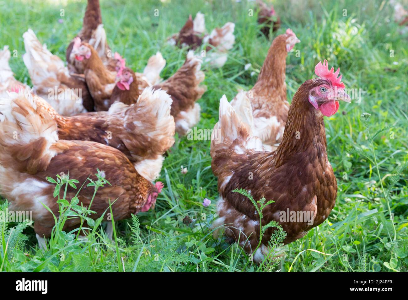 many healthy laying hens walking in green grass on a farm Stock Photo
