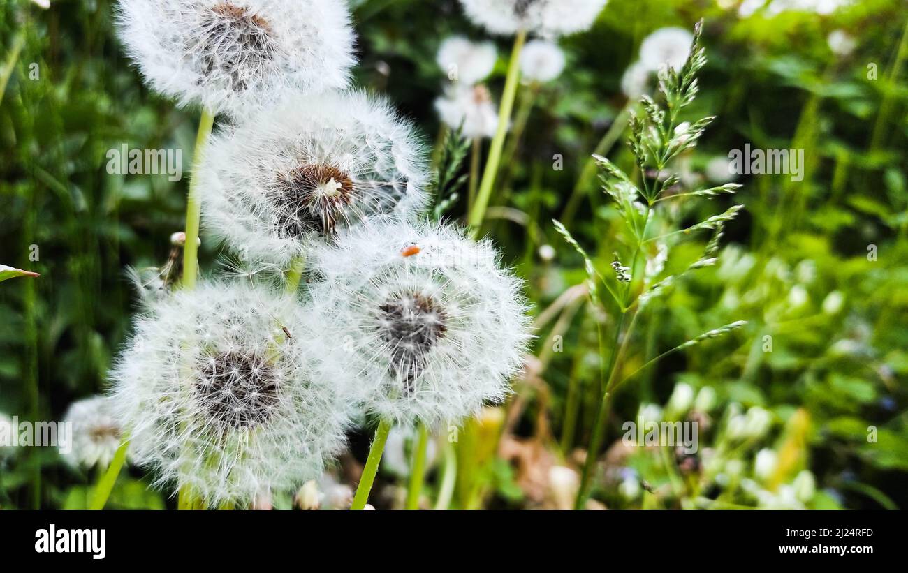 Beautiful white alot of dandelions on a background of green grass Stock Photo