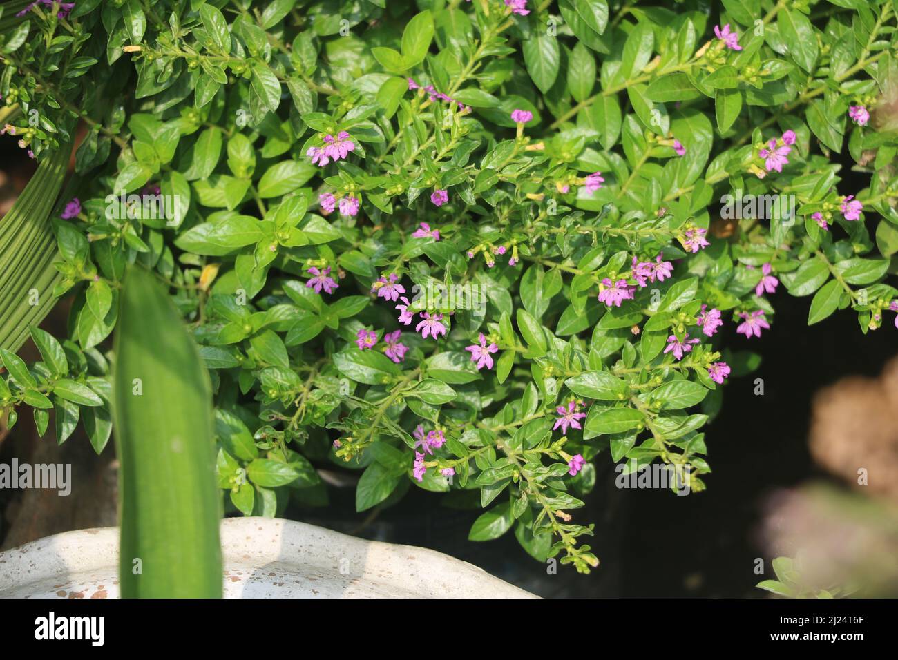 Small pink flower, It is beautiful violet color panika plant. This small plant seems altime as like water.Its flower is very small and attractive. Stock Photo