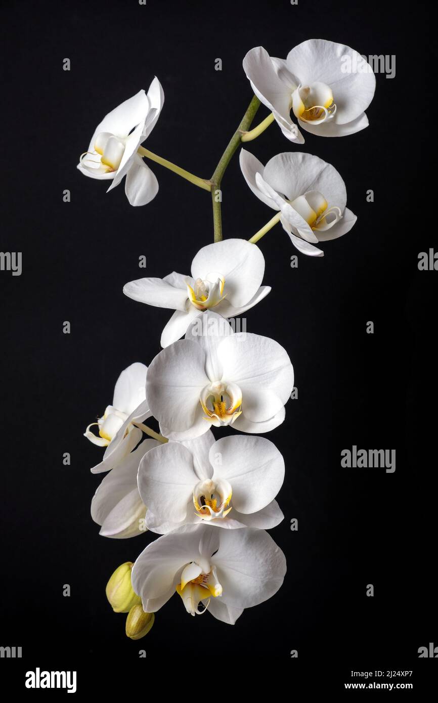 White phalaenopsis orchid flowers on black background Stock Photo