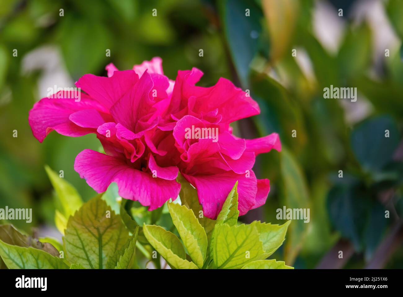Beautiful tropical exotic red Bougainvillea flower blooming in the garden, Ethiopia nature, Africa Stock Photo
