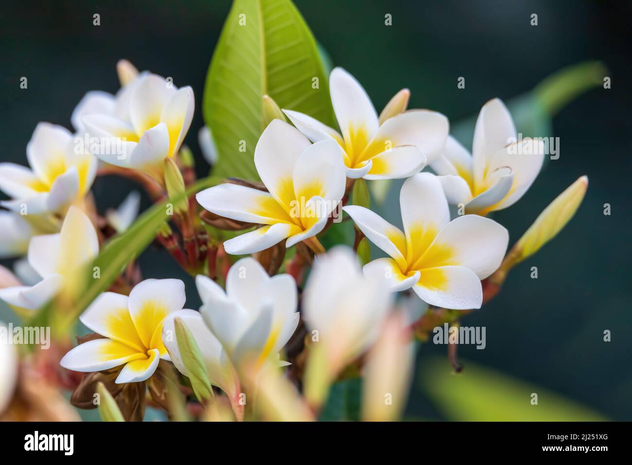 White plumeria flower with shallow focus in nature garden. Non-native but beautiful flower in Ethiopia Stock Photo