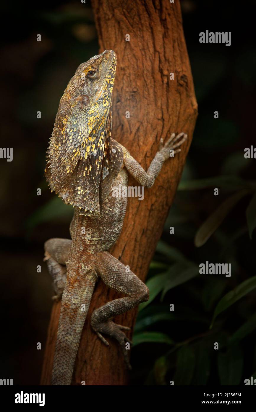 Frilled lizard, Chlamydosaurus kingii, on the tree in ther dark forest. Frill-necked dragon lizard, in the nature habitat. Agama from north Australia Stock Photo