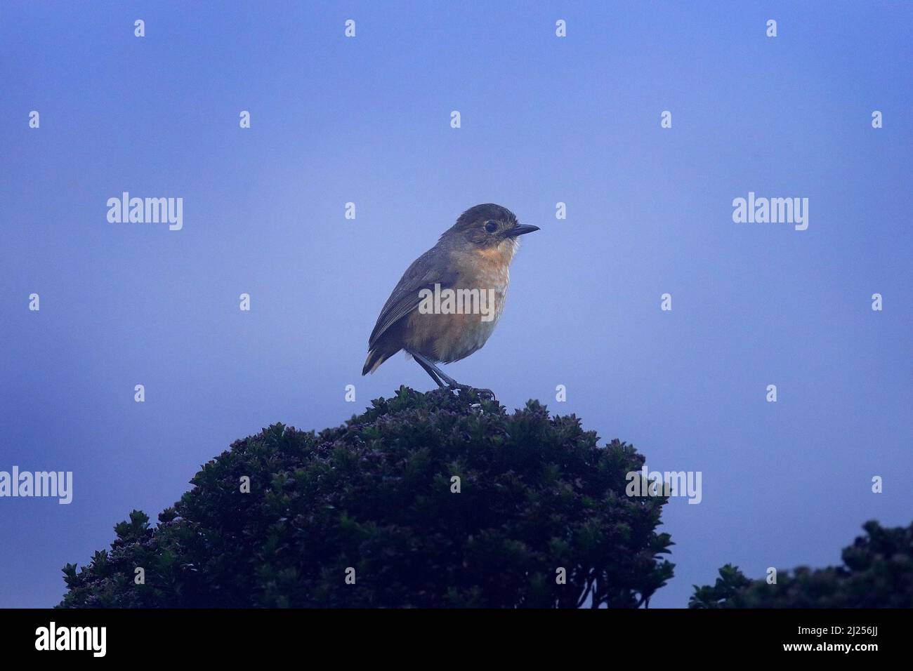 tawny antpitta, Grallaria quitensis, bird in the family Grallariidae. It is found in Colombia, Ecuador, and Peru. Antpitta from Yanacocha reserve in E Stock Photo