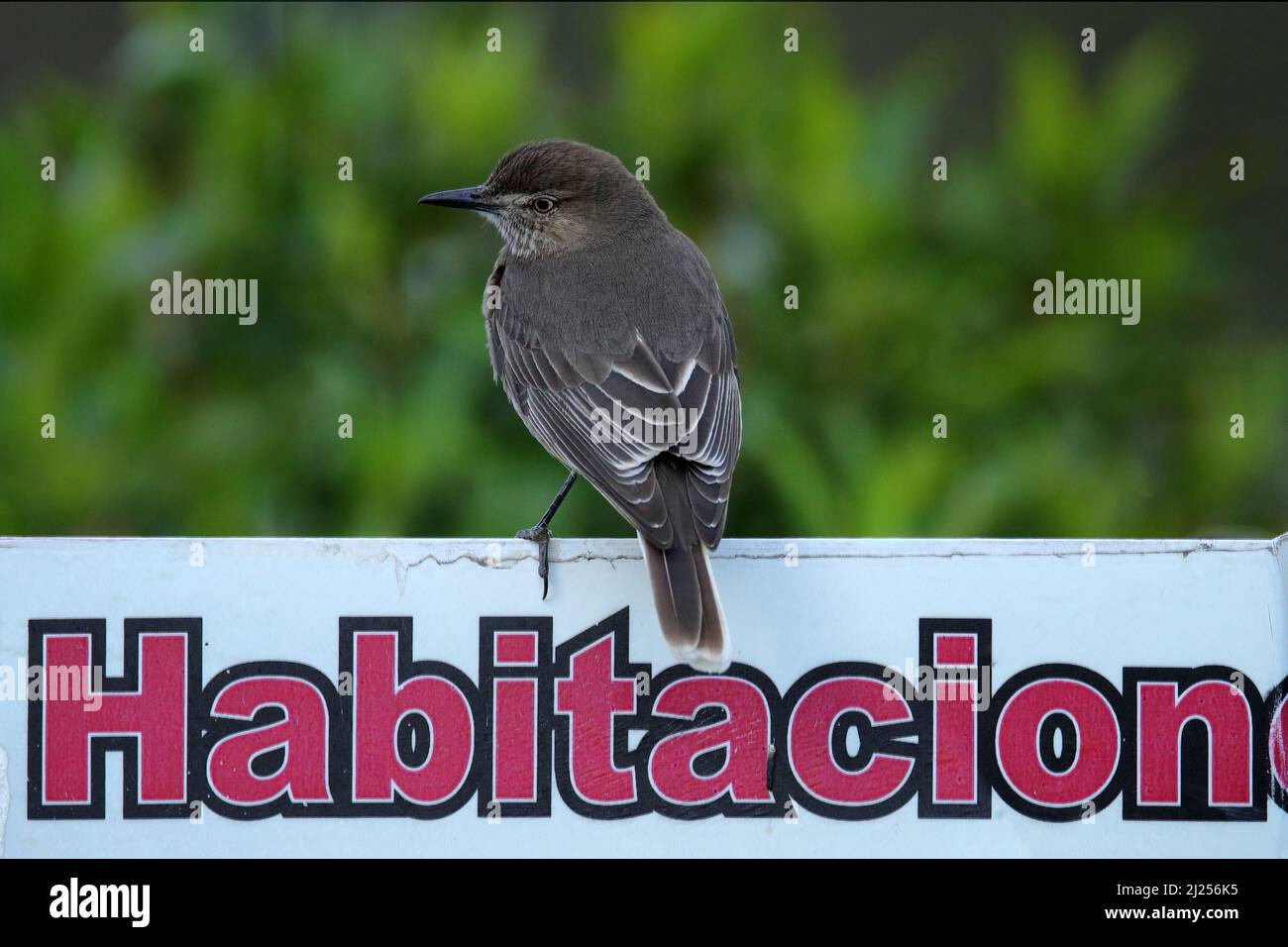 Black-billed shrike-tyrant, Agriornis montanus, grey bird from Antisana mountains national park in Ecuador. Tyrant in the nature habitat, sitting on t Stock Photo