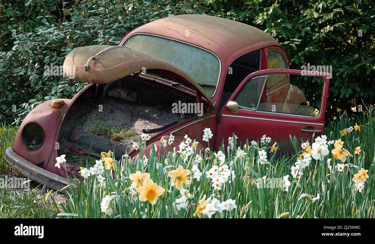 Lisse, Netherlands - March 25 2022 In the annual flower exhibition Keukenhof old car wrecks are combined with daffodils this year. Stock Photo